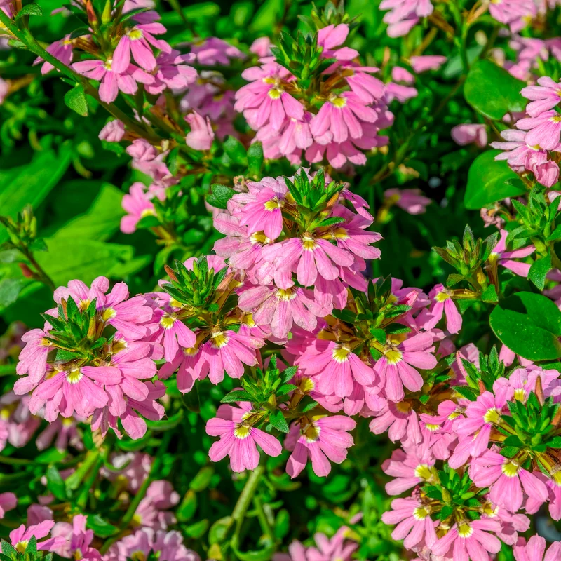 Scaevola aemula Baby Pink Touch