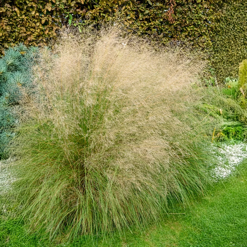 Schwachgekrümmtes Liebesgras