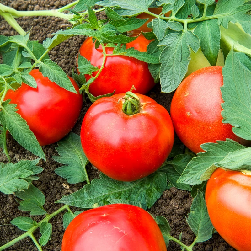 Fleischtomate Pyros F1