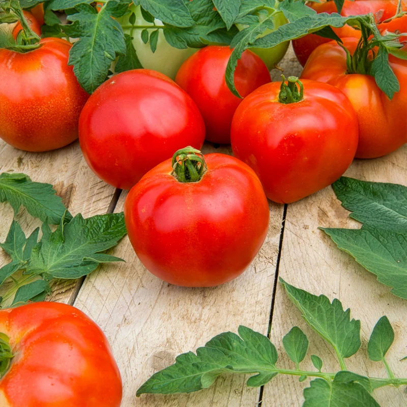 Fleischtomate Pyros F1