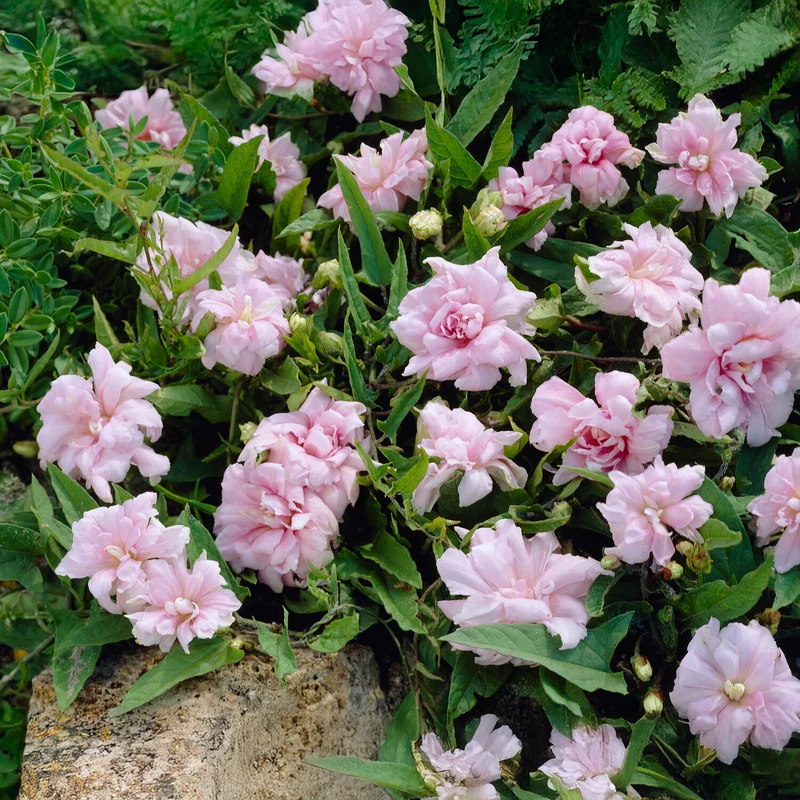 Chinesischen Zaunwinde Flore Pleno