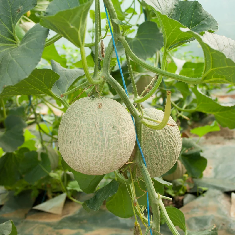 Honigmelone 'Sivan'