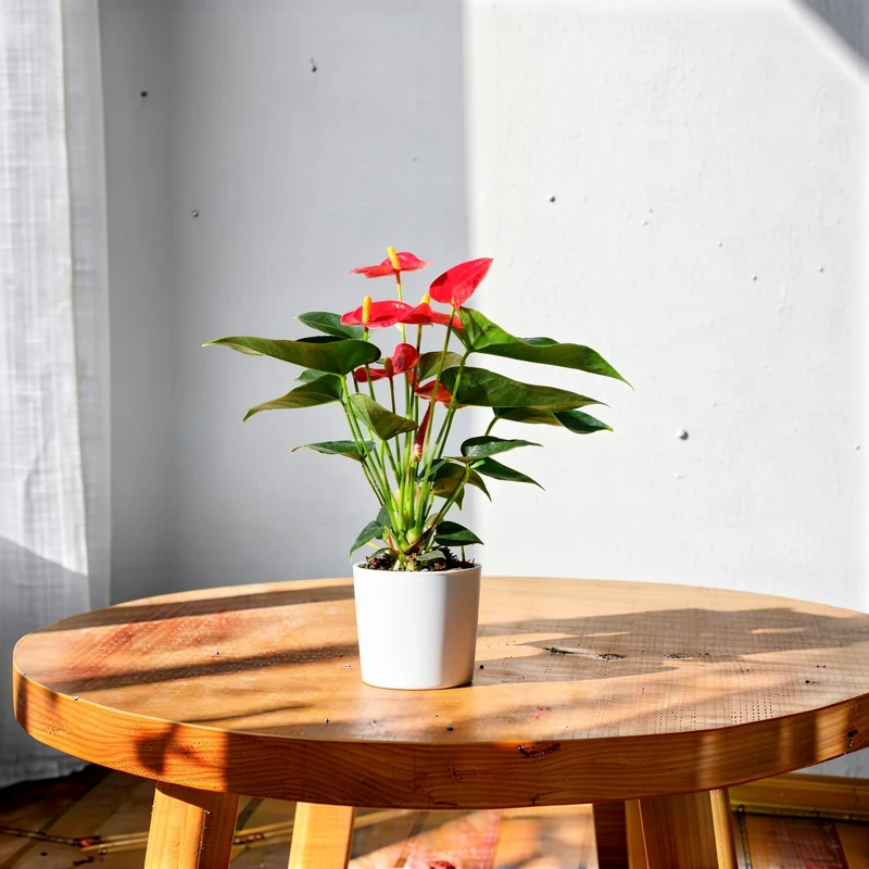 Flamingoblume 'Solara'