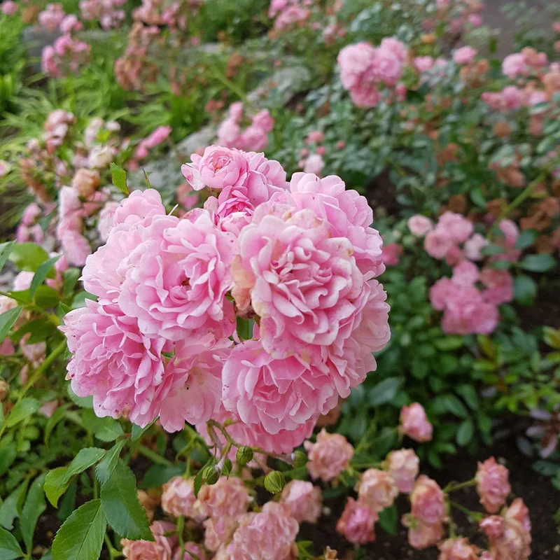 Rose Rosa 'The Fairy'®