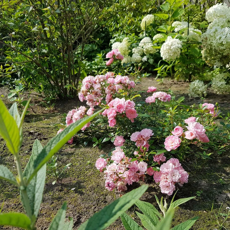 Rose Rosa 'The Fairy'®