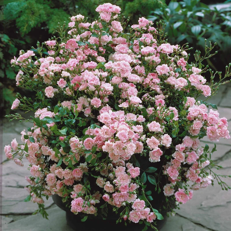 Rose Rosa 'The Fairy'®