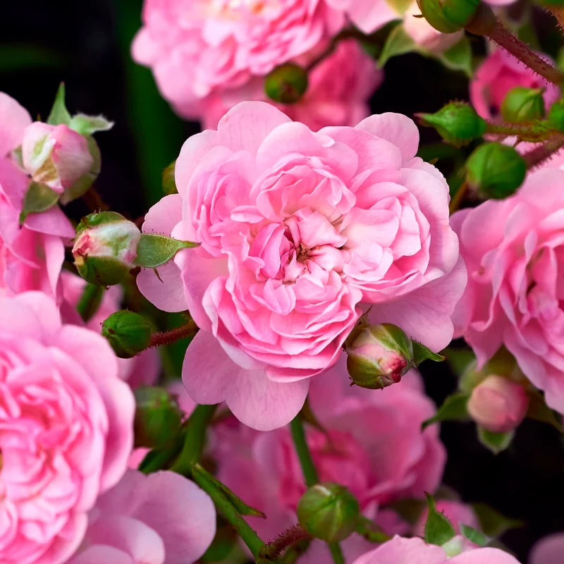 Rose Rosa 'The Fairy'®