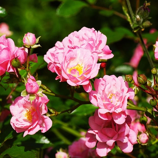 Rose Rosa 'The Fairy'®