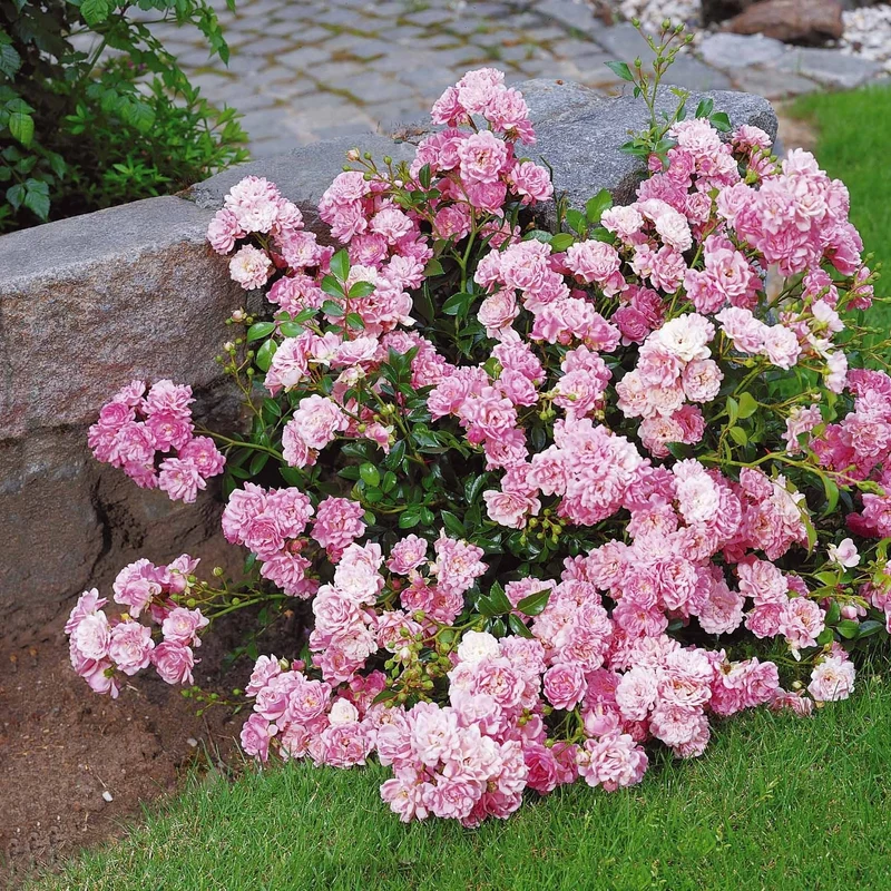 Rose Rosa 'The Fairy'®