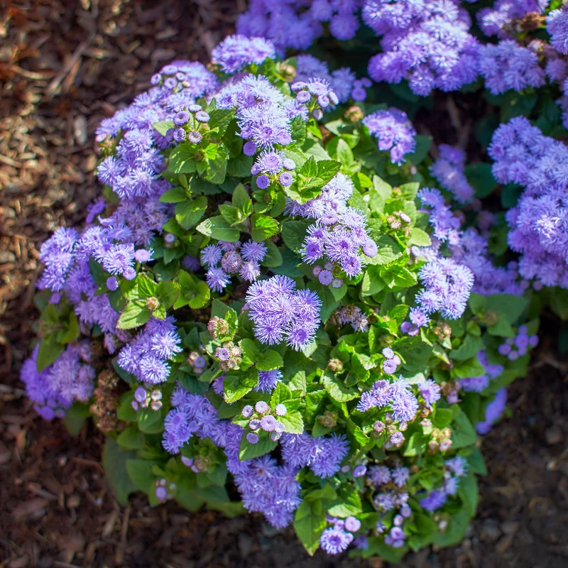 Blauer Leberbalsam (Ageratum)