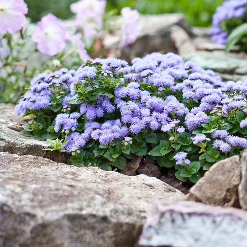 Blauer Leberbalsam (Ageratum)