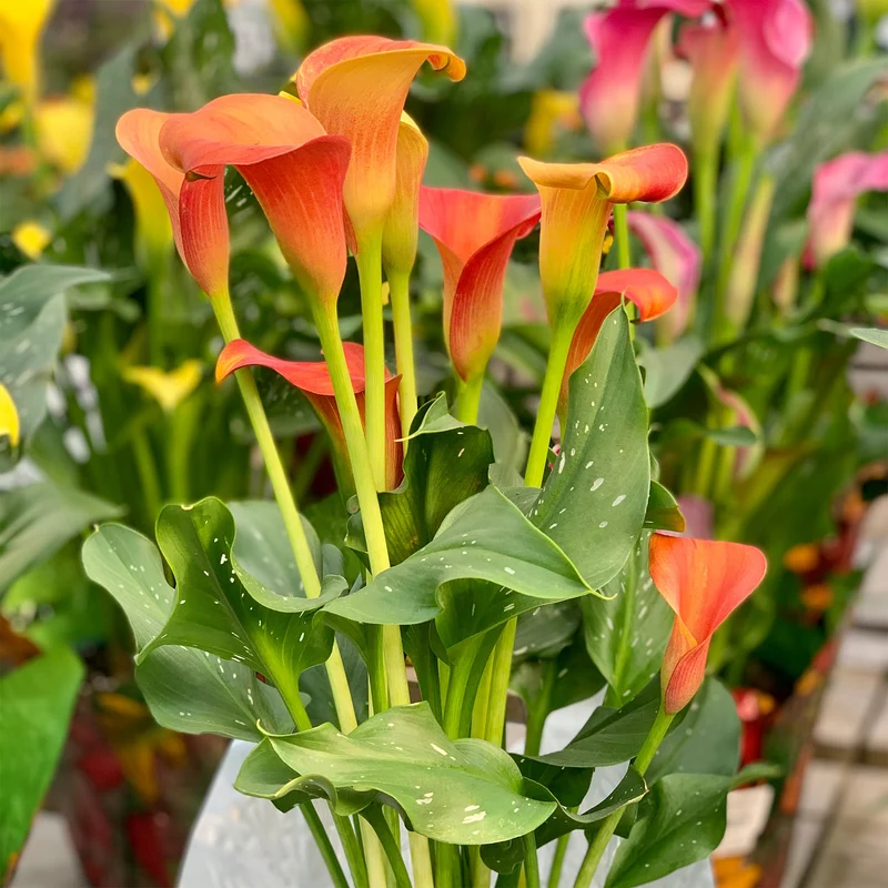 Calla-Lilie ‘Peach Pearl’
