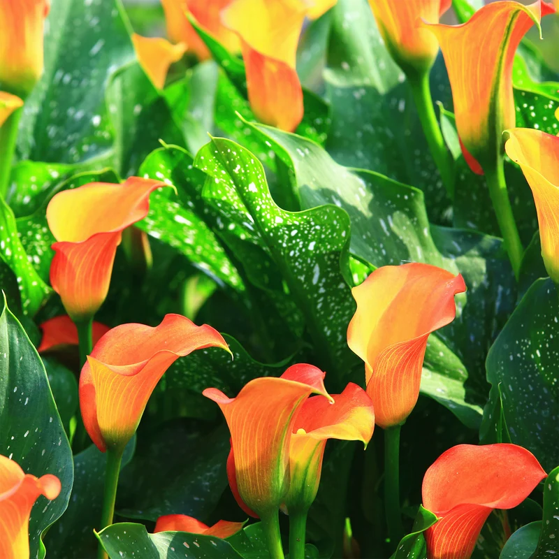 Calla-Lilie ‘Peach Pearl’