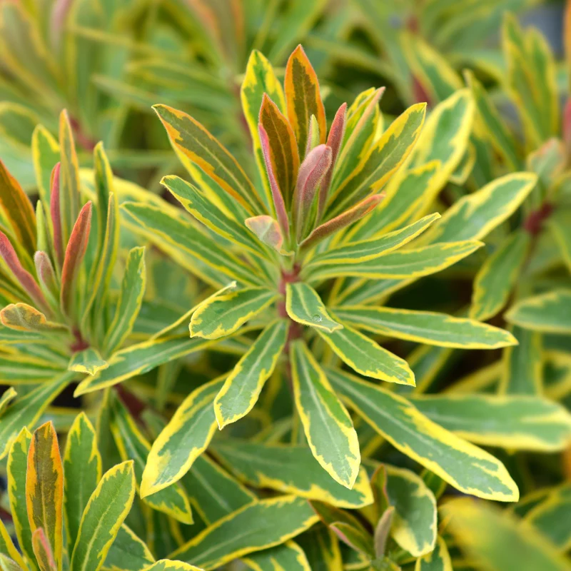 Garten-Wolfsmilch 'Ascot Rainbow'