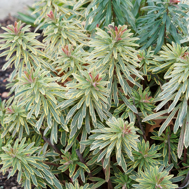 Garten-Wolfsmilch 'Ascot Rainbow'