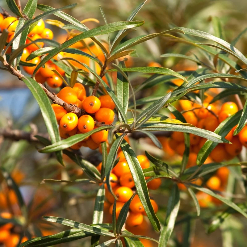 Sanddorn Friesdorfer Orange