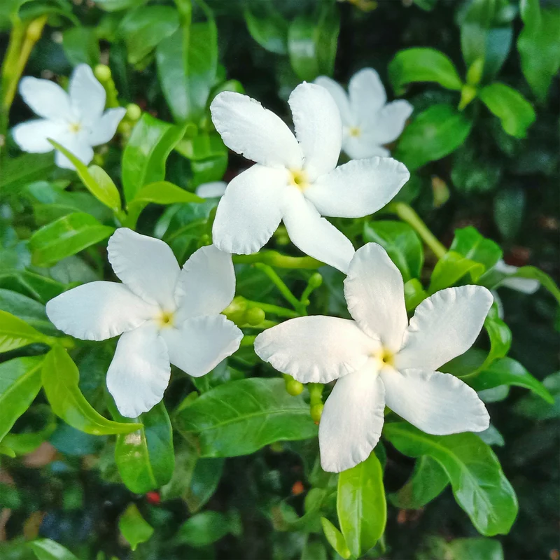 Jasmin