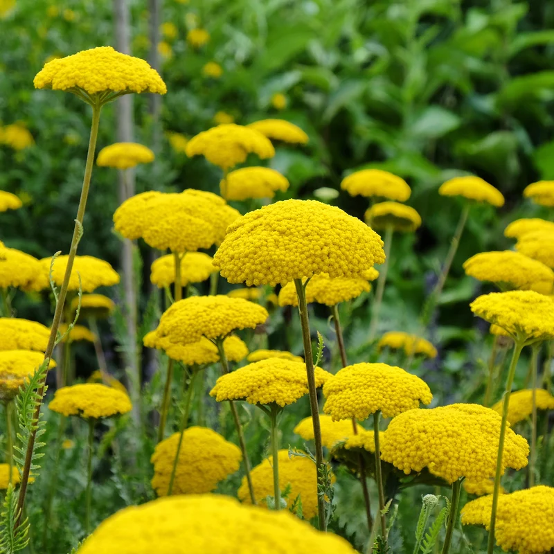 Schafgarbe ‘Cloth of Gold’