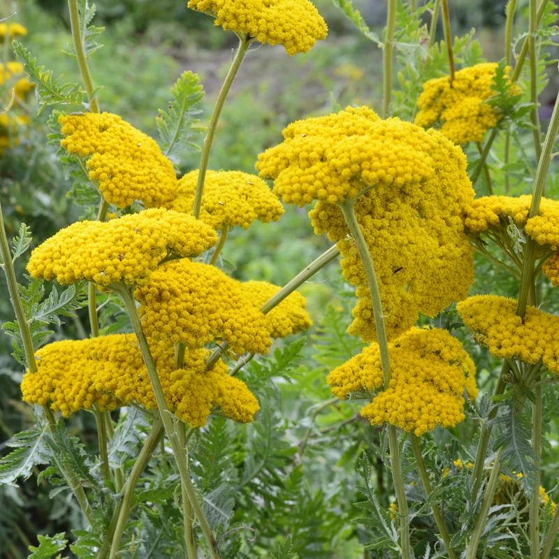 Schafgarbe ‘Cloth of Gold’