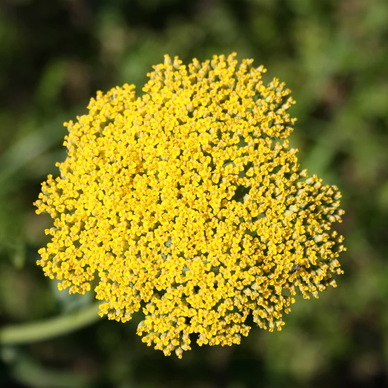 Schafgarbe ‘Cloth of Gold’