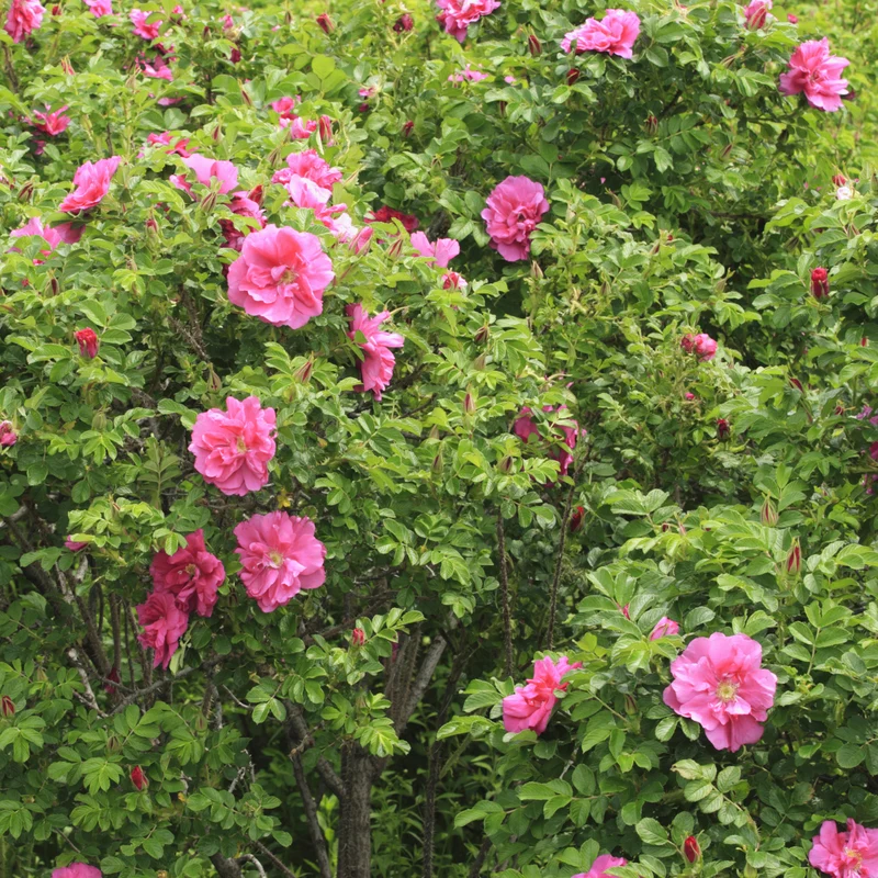 Apfelrose 'Wild Edric'