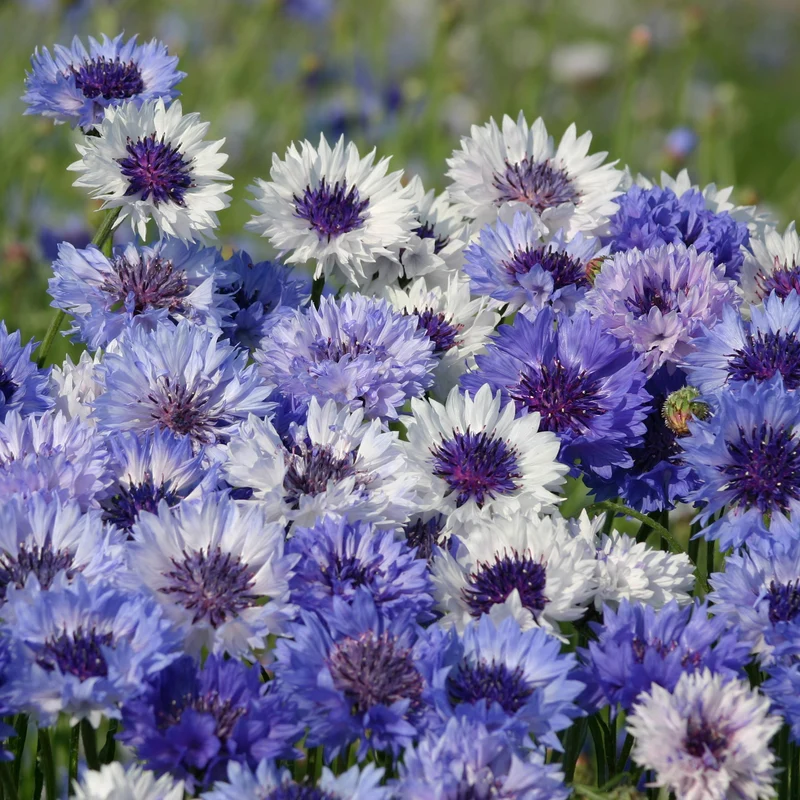 Kornblume Classic Fantastic