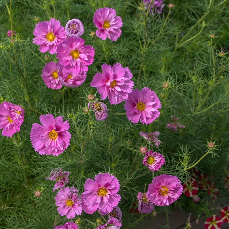Schmuckkörbchen 'Double Dutch Rose'