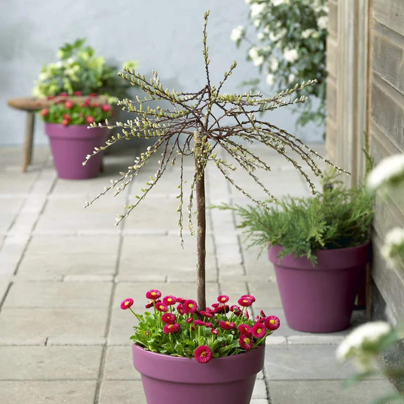 Kriechweide 'Iona'