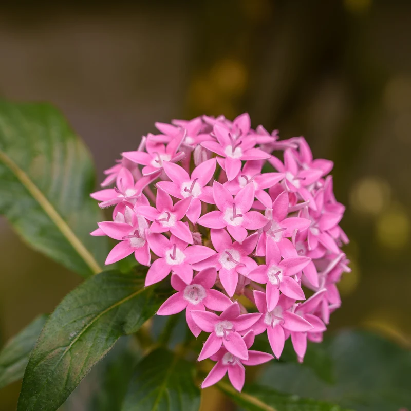 Rosa Pentas - Fünfzahlstrauch