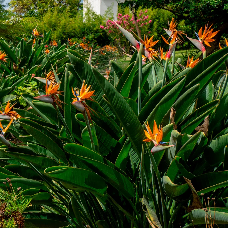 Paradiesvogelblume Strelitzia
