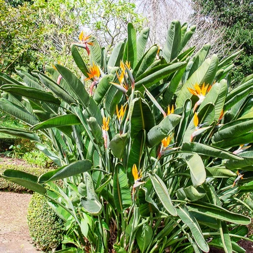 Paradiesvogelblume Strelitzia