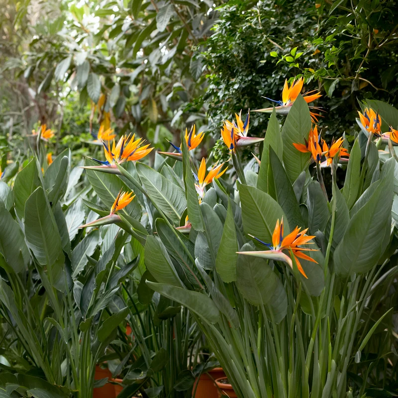 Paradiesvogelblume Strelitzia