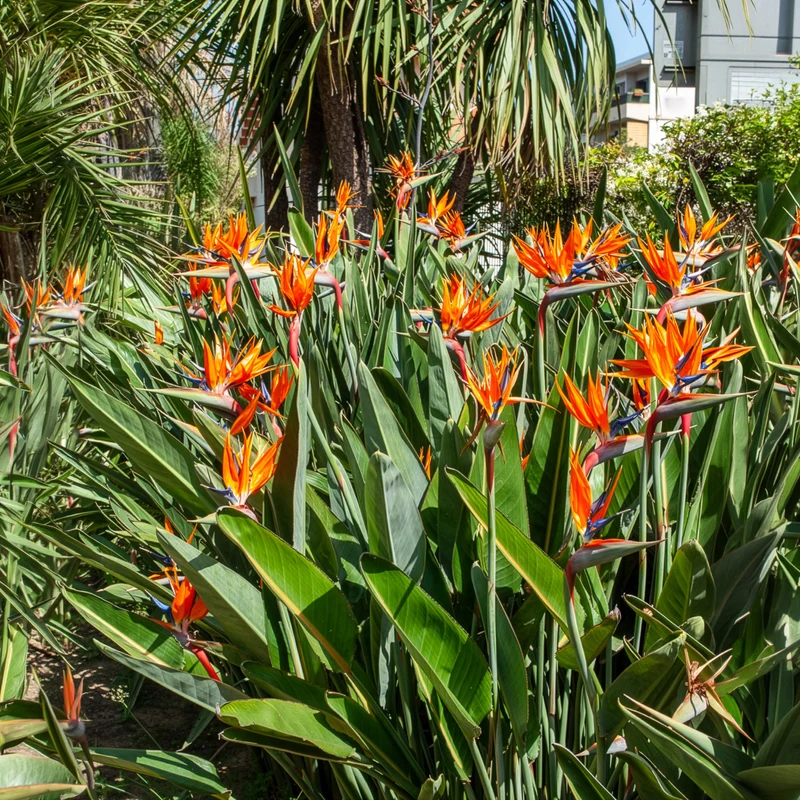 Paradiesvogelblume Strelitzia