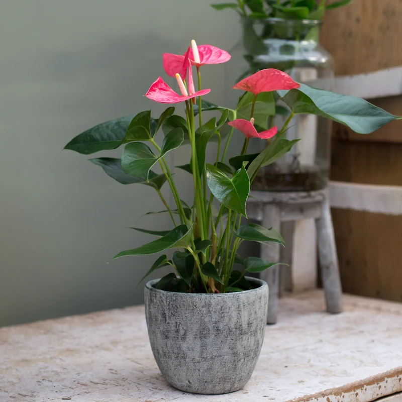 Pink Flamingoblume / Anthurium pink