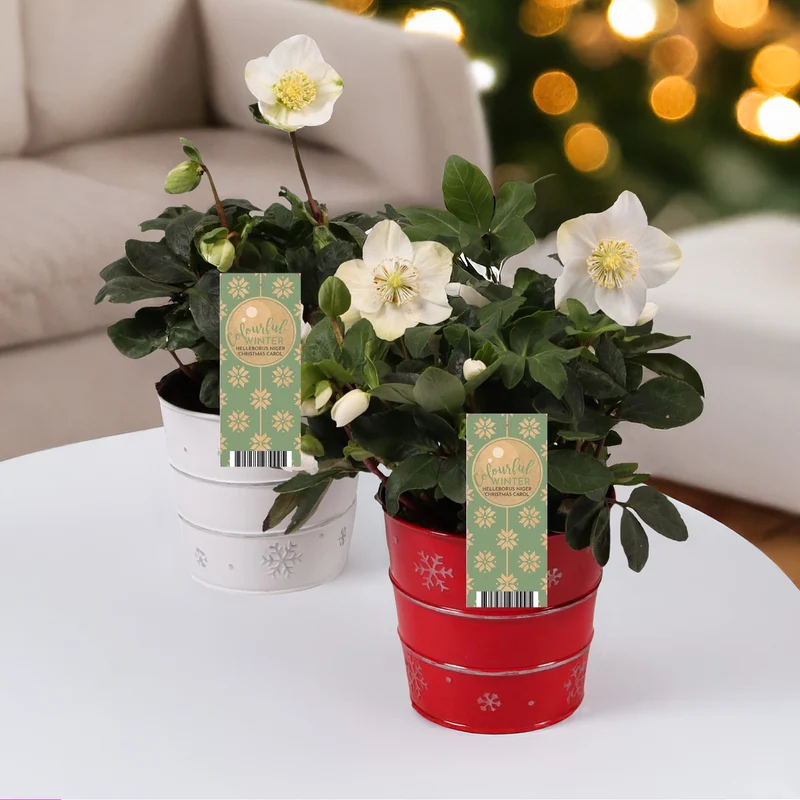 Christrose 'Christmas Carol' und sein Weihnachtstopf