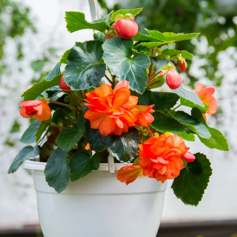 Knollenbegonie Orange