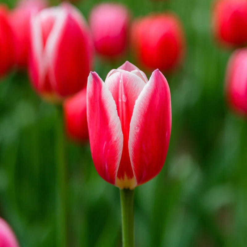 8 Darwin-Tulpen Candy Apple Delight