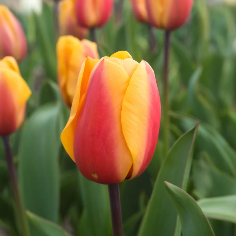 8 Darwin-Tulpen Lalibela Lachs