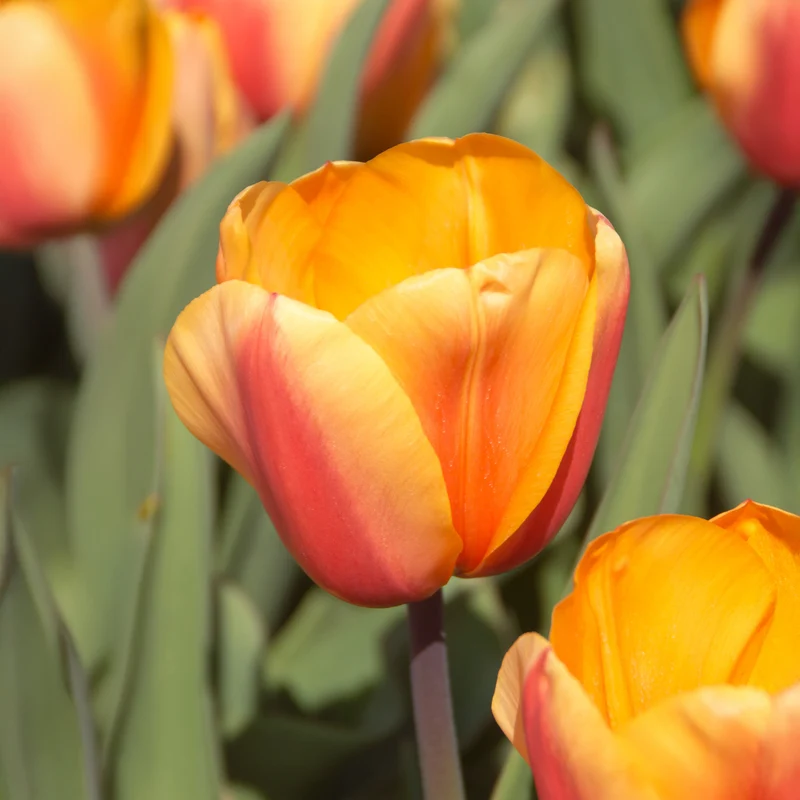 8 Darwin-Tulpen Lalibela Lachs