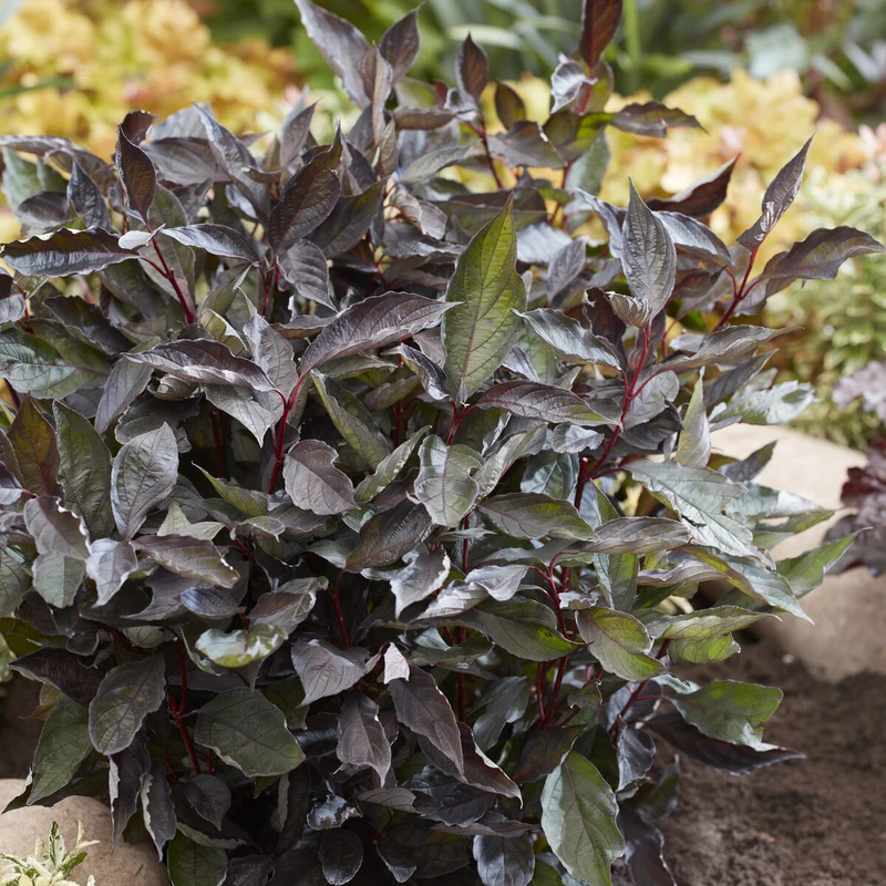 Weißer Hartriegel ‘Nightfall’®