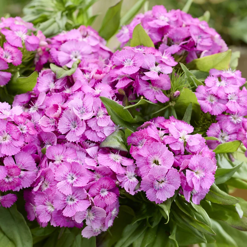 Bartnelke ‘Barbarini Pink’