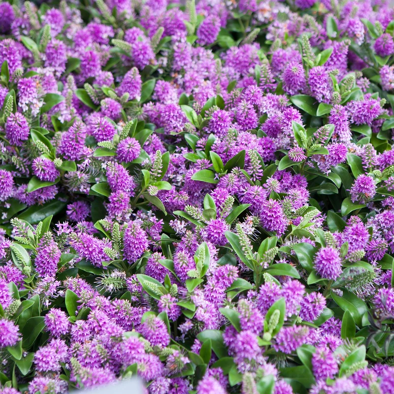Strauchveronika 'Blue Gem'