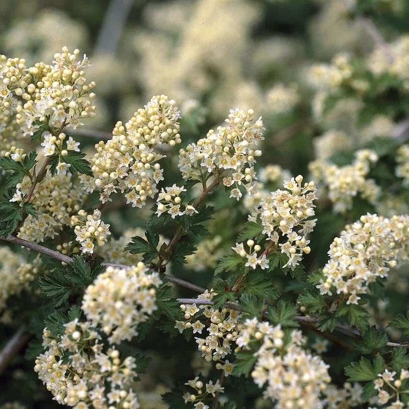 Stephanandra incisa Crispa