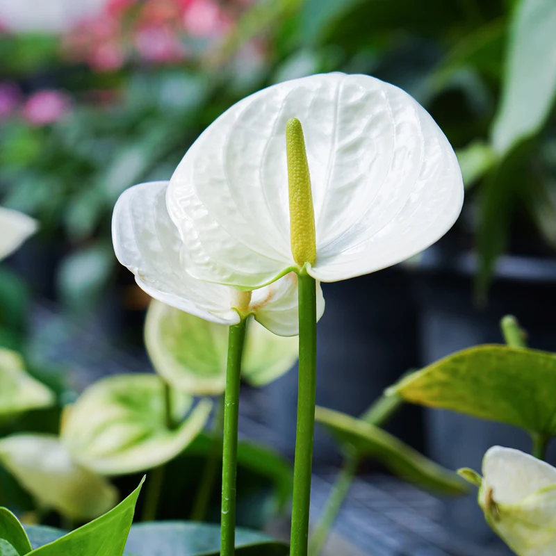 Weiße Flamingoblume /Anthurium white