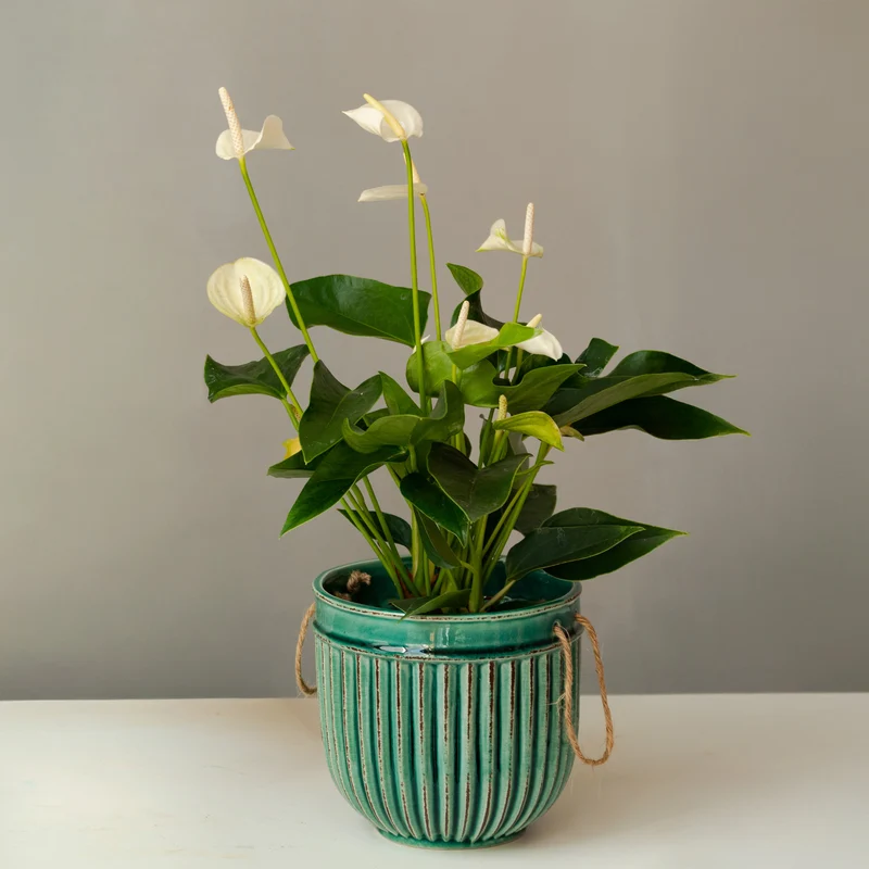 Weiße Flamingoblume /Anthurium white