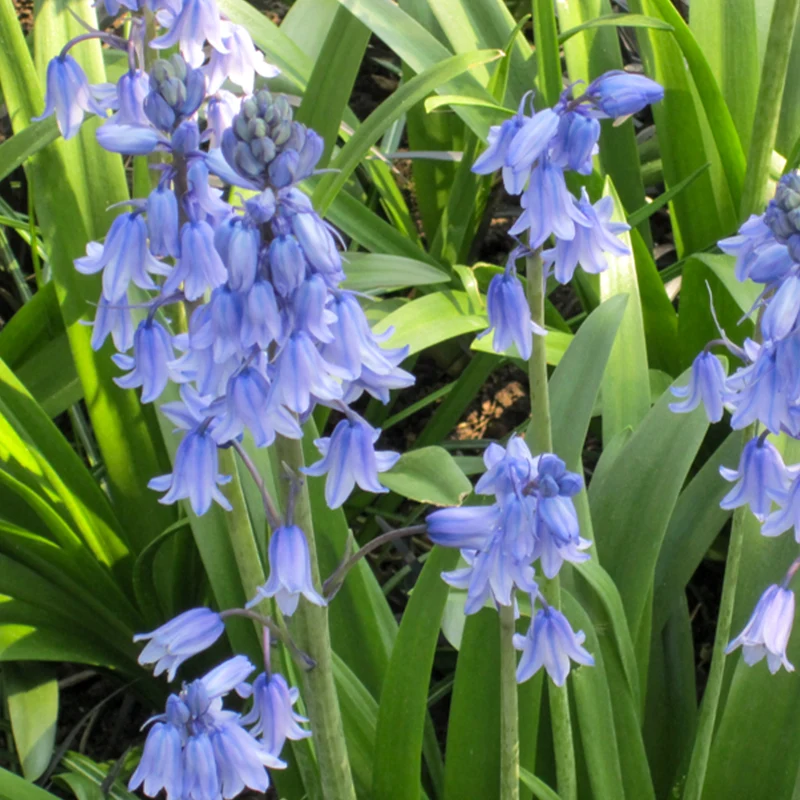 Blaues Spanisches Hasenglöckchen