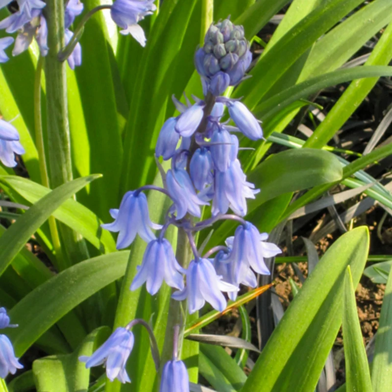 Blaues Spanisches Hasenglöckchen