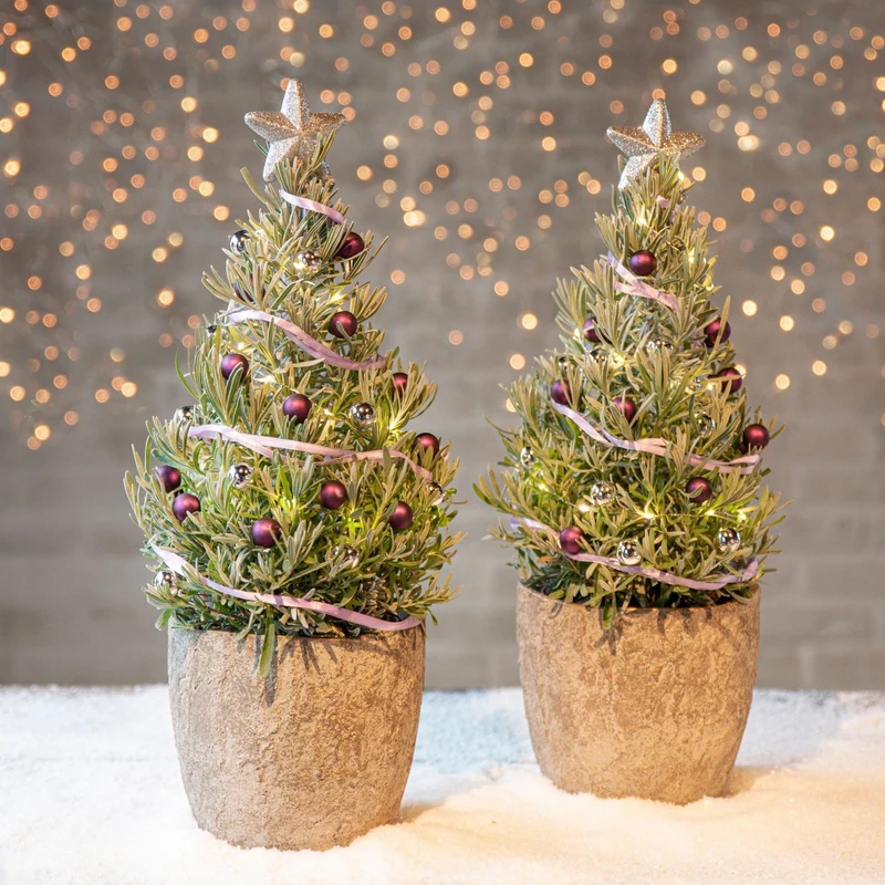 Lavendel ' Weihnachtsbaum'