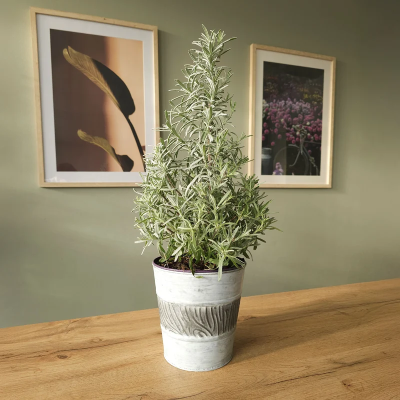 Lavendel ' Weihnachtsbaum'