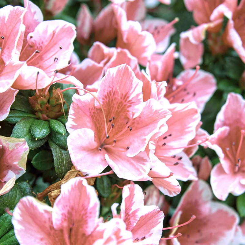 Japanische Azalee ‘Encore Sunburst’®